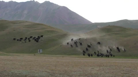 Herd of yaks running down the hill, 4K, DNxHR 스톡 동영상 150687344
