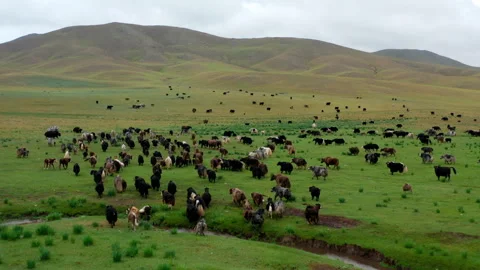 Herd of Yaks running Stock Footage 304312619