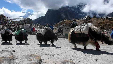 Herd of yaks walking on the Everest Base Camp Trekking, Nepal Stock Footage 88956307