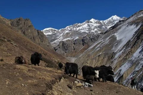 Herd of yaks on the way to Thorung La Pass, Nepal Herd of yaks on the way ... Stock Photos