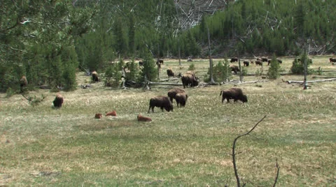 Herd of Yellowstone Buffalo Stock Footage 24849331