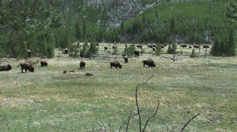 Herd of Yellowstone Buffalo Stock Footage 24850113