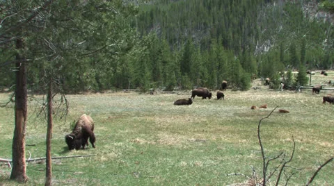 Herd of Yellowstone Buffalo Stock Footage 24851074