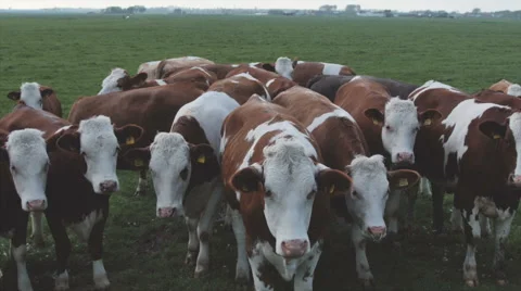 Herd of young calves looking at camera. Stock Footage 55076948