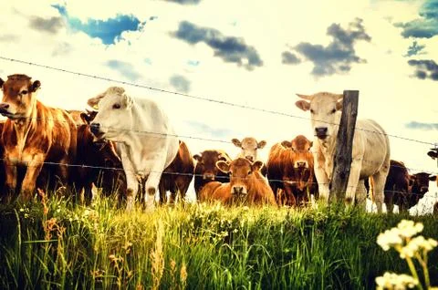 Herd of young calves looking at camera on summer green field Stock Photos