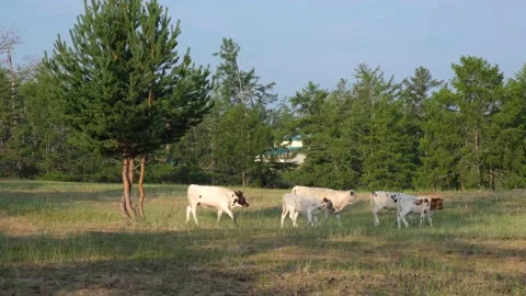 A herd of young calves moves quickly through the clearing along the forest. Stock Footage 145860557