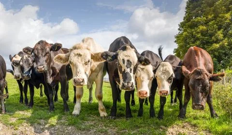 Herd of young cows in a field, looking at camera, UK Stock Photos