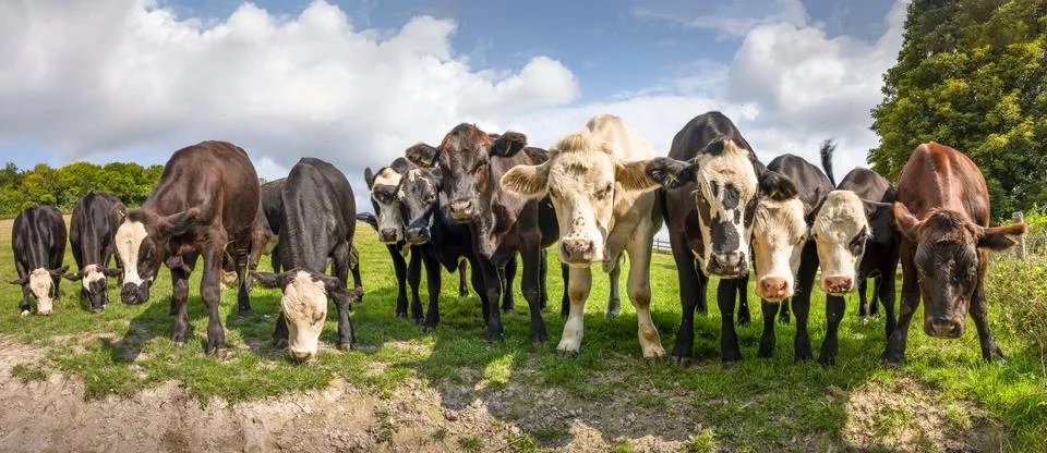 Herd of young cows in a field, panoramic landscape, UK Stock Photos
