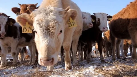 A herd of young cows Stock Footage