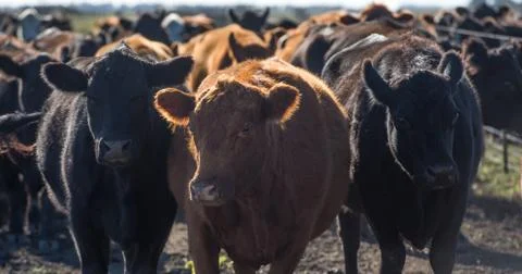 Herd of young cows Stock Photos