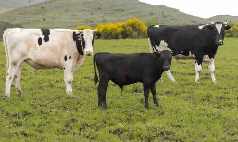 Herd of young cows Stock Photos