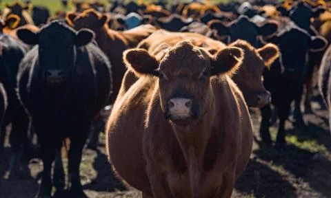 Herd of young cows Stock Photos