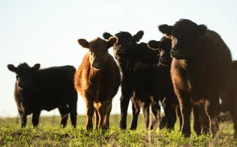 Herd of young cows Stock Photos