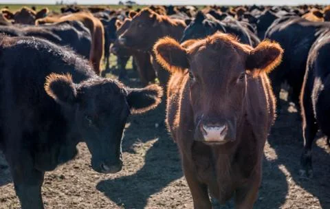 Herd of young cows Stock Photos