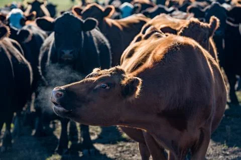 Herd of young cows Stock Photos