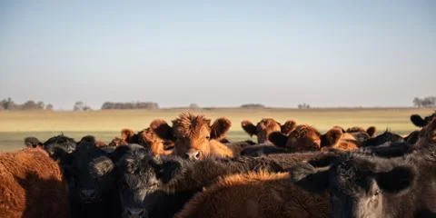 Herd of young cows Stock Photos