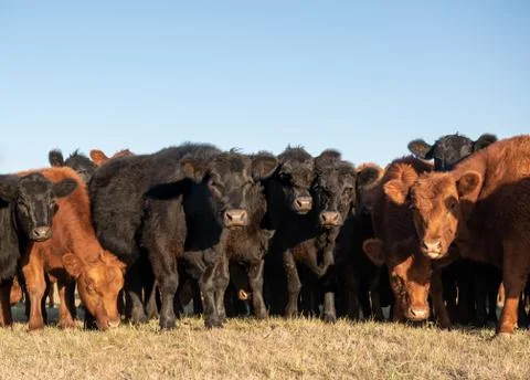 Herd of young cows Stock Photos