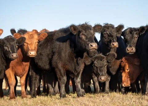 Herd of young cows Stock Photos