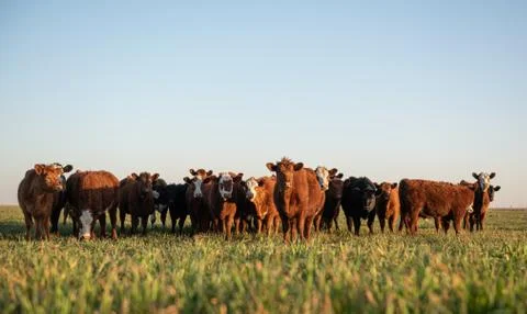 Herd of young cows Stock Photos