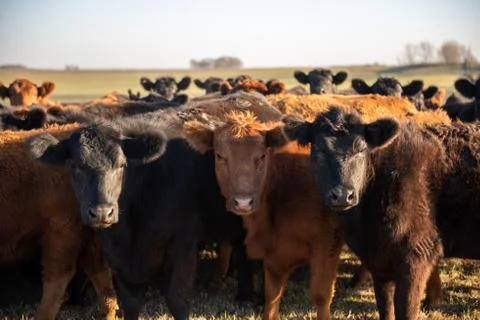 Herd of young cows Stock Photos