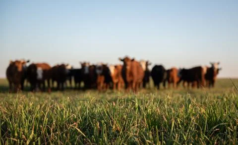 Herd of young cows Stock Photos