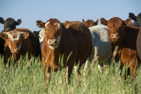 Herd of young cows Stock Photos