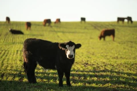 Herd of young cows Stock Photos