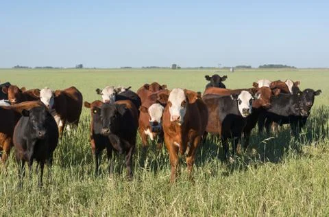 Herd of young cows Fotos Stock