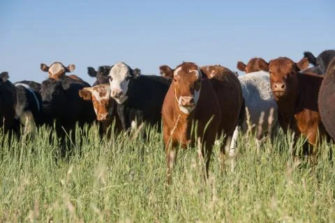 Herd of young cows Stock Photos