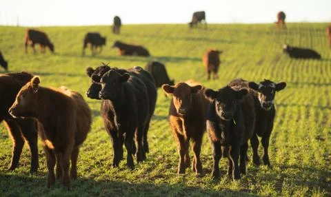 Herd of young cows Stock Photos