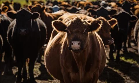 Herd of young cows 库存照片