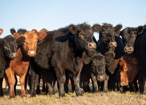 Herd of young cows 库存照片