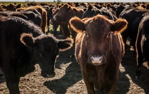 Herd of young cows Foto stock