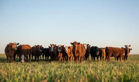 Herd of young cows Stock Photos