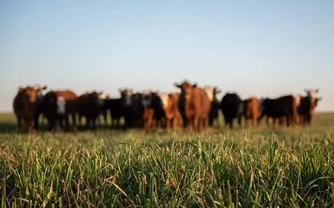 Herd of young cows Stock Photos