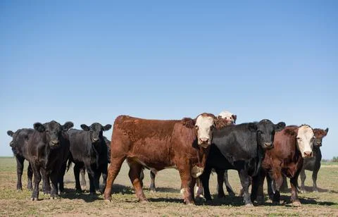 Herd of young cows 库存照片