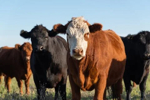 Herd of young cows 库存照片