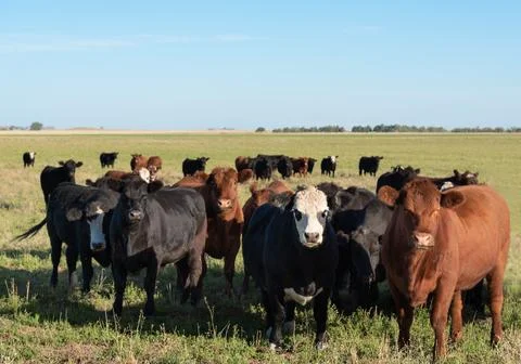 Herd of young cows Foto stock