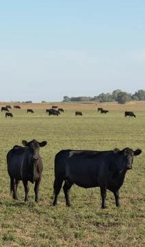 Herd of young cows 库存照片