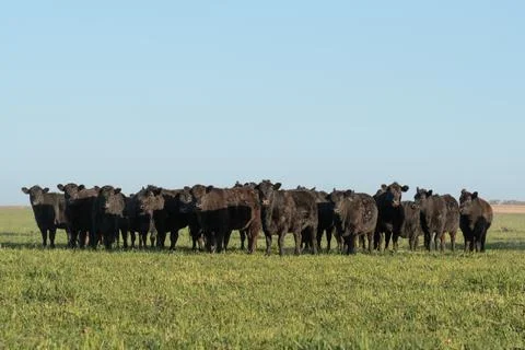 Herd of young cows Foto stock