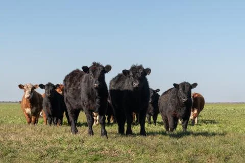Herd of young cows Foto stock
