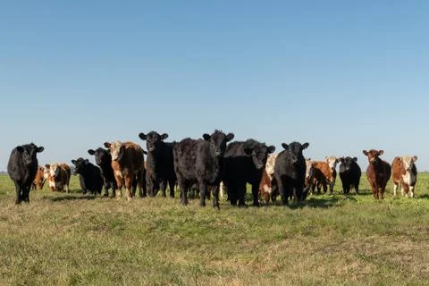 Herd of young cows 库存照片