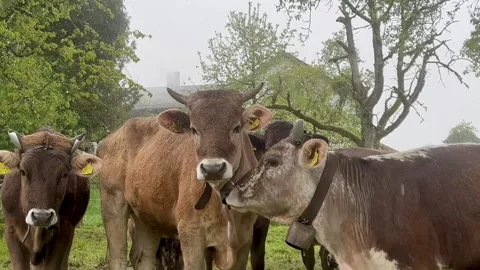 A herd of young cows stand in the pouring rain Stock Footage 273318324