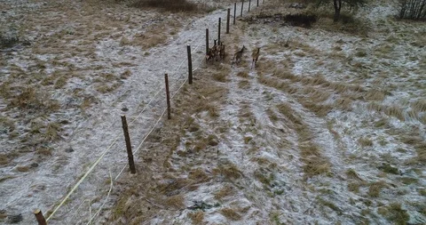 Herd of young deer Stock Footage 88025140