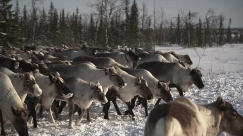 Herd of young deer walking in the snow Stock Footage 273704883