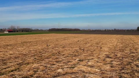 Herd of young deer on yellow field in spring aerial view. Young roe deer herd Stock Footage 291906342