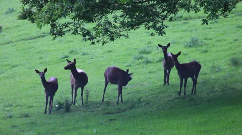 Herd of young deers Stock Footage 38721741