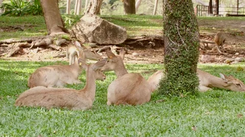 Herd of Young Deers Lying on the Grass Ground with Monkeys in a Public Park Stock Footage 136073573