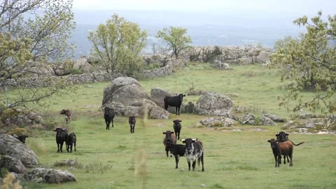 Herd of young, different age, spanish bulls in a meadow looking at camera. Stock Footage 153148823