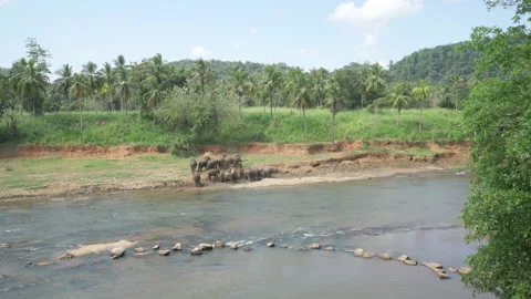 Herd of Young elephants fights against scorch temperature with dust bath river Video stock 237249802